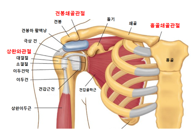 shoulder anatomy.png